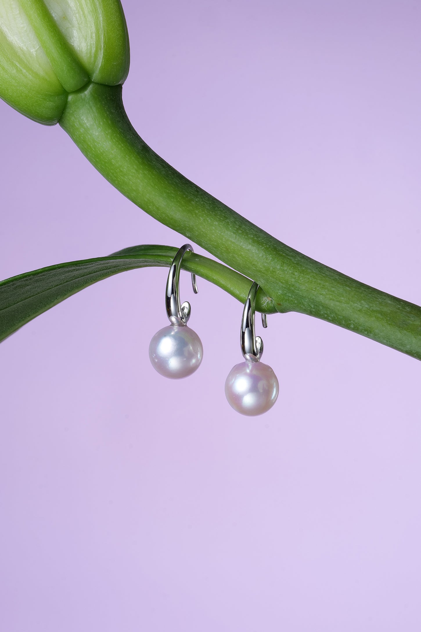 8-9mm Akoya pearl hook earrings, white pearls, pair.